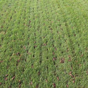 Blog-Benefits-of-Core-overseeding-scaled-min