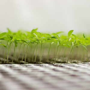 greenhouse-seedling-close-up-green-seedling-growing-min